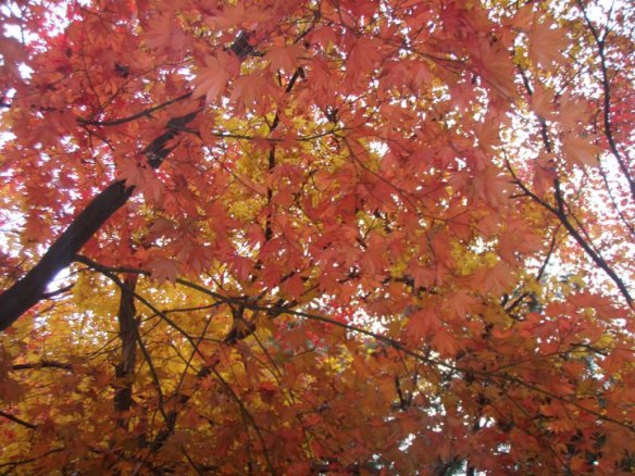 autumn foliage in korea